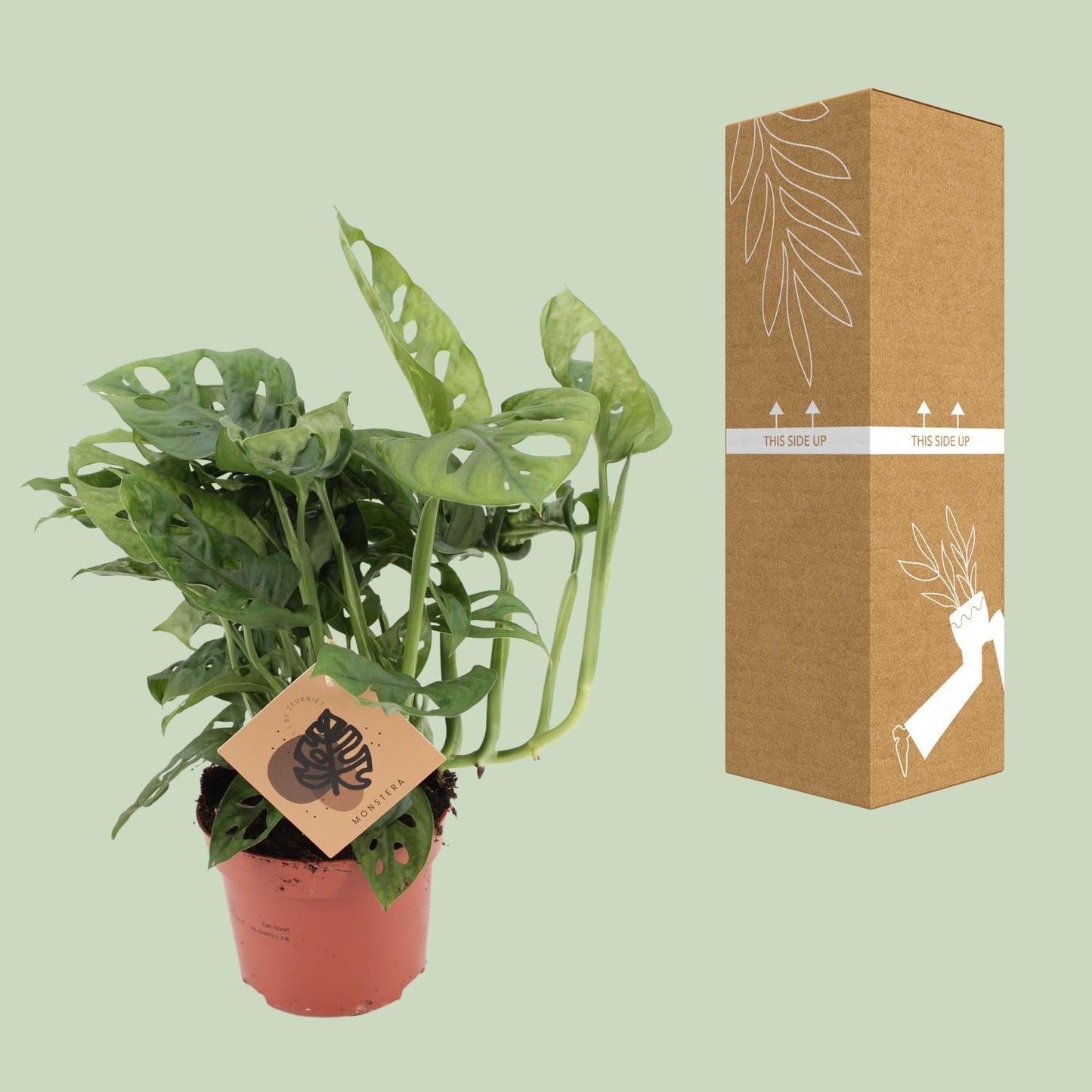 Monstera Monkey Leaf – Pflegeleichte Zimmerpflanze Ø12cm