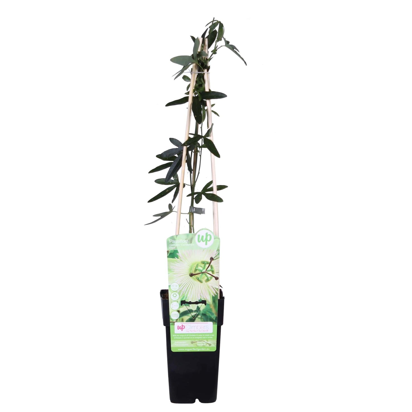 Passiflora weiß 'Constance Elliot' – Kletterpflanze Ø15cm