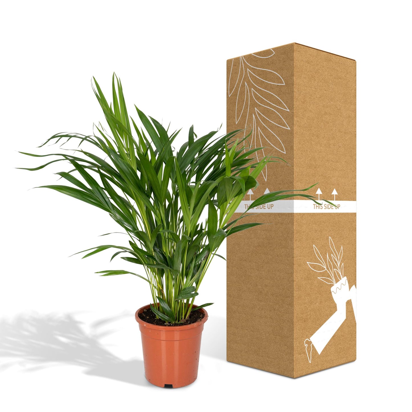 Dypsis Lutescens - Areca Palme Ø17cm, ca. 60cm hoch
