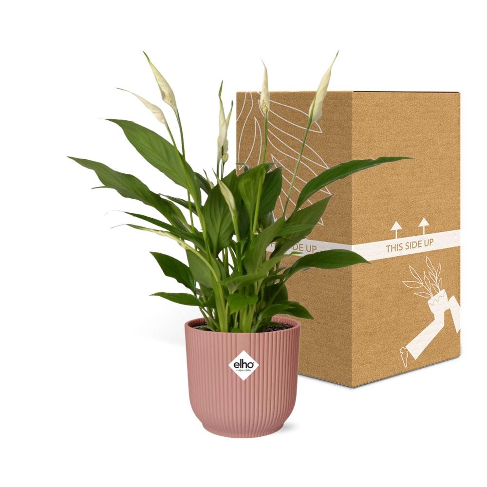 Friedenslilie Spathiphyllum 12 cm in ELHO Vibes Fold 14 cm roze