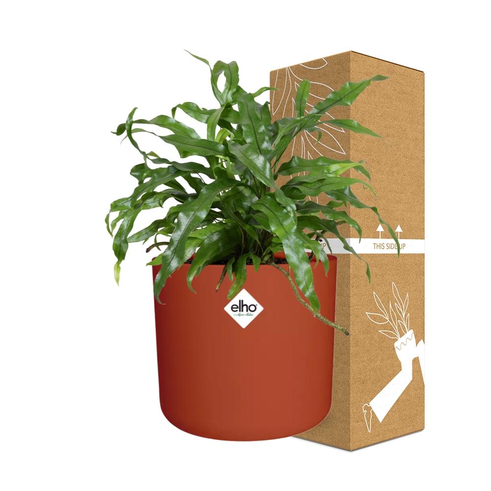 Microsorum Diversifolium – Kängurufarn im ELHO b.for soft Topf 14cm