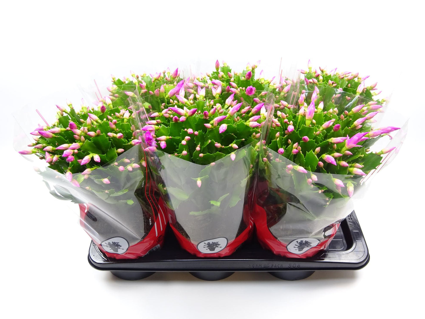 Schlumbergera 17 cm Rose – Pflegeleichte Blühpflanze
