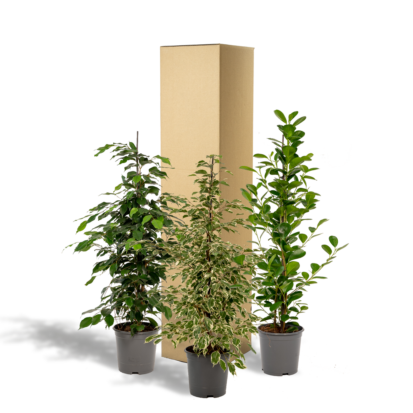 Ficus Benjamina & Microcarpa Set Ø21cm, ca. 95cm hoch