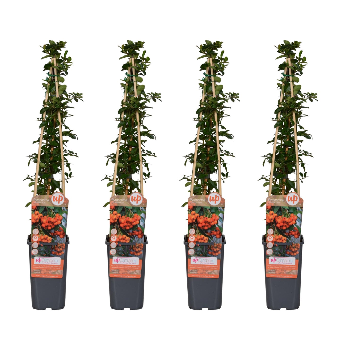 4x Pyracantha 'Orange Glow' – Robust & Pflegeleicht
