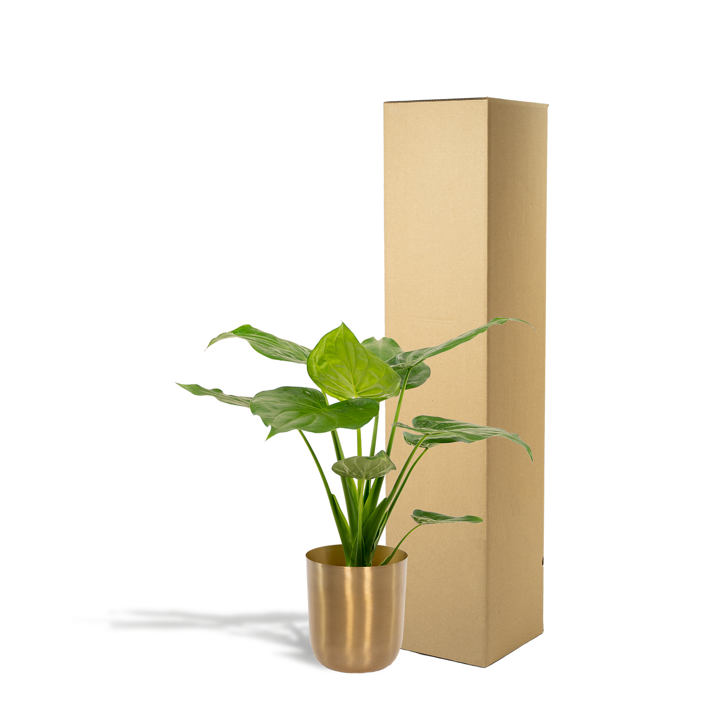 Alocasia Cucullata – Elefantenohr Ø19cm mit Topf Mayk Gold