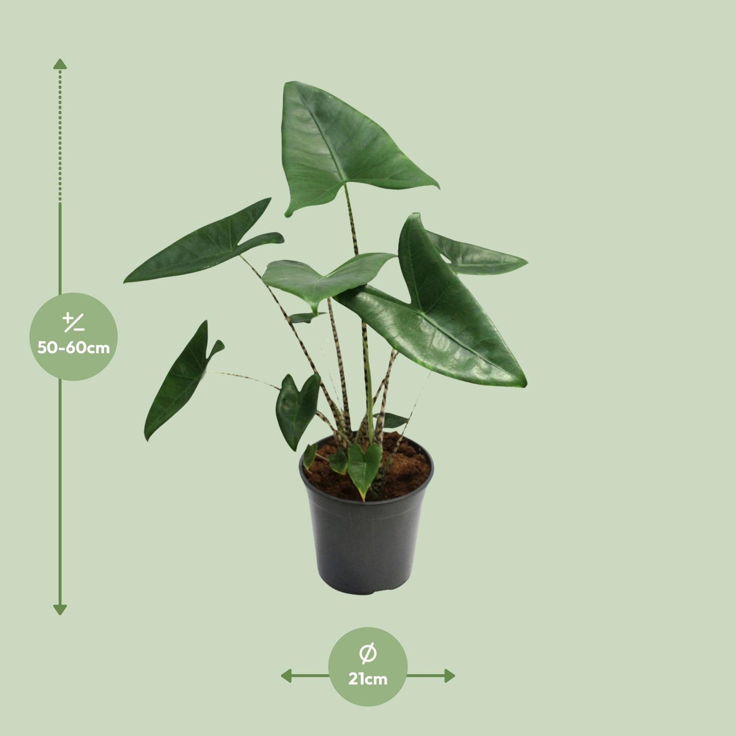 Alocasia Zebrina – Exotische Zimmerpflanze Ø21cm, 80cm hoch