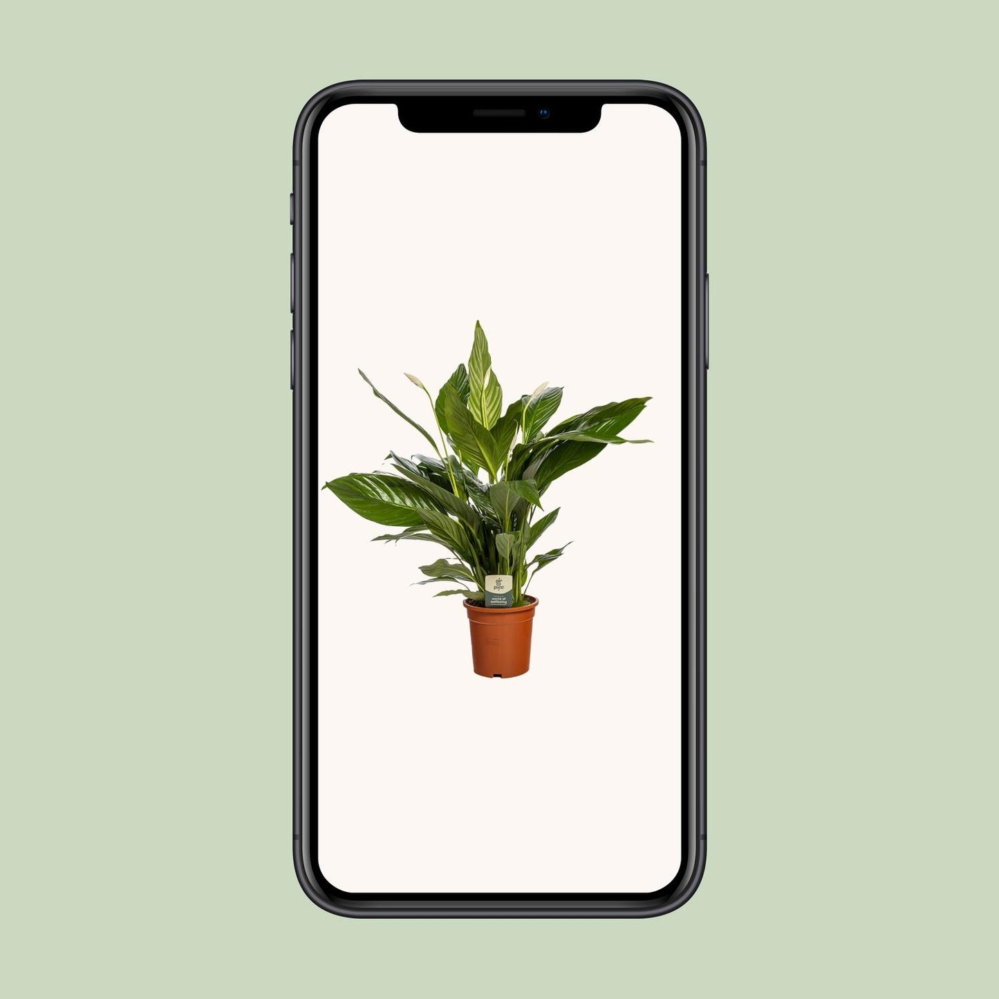 Spathiphyllum Bingo Cupido – Elegante Friedenslilie Ø19cm