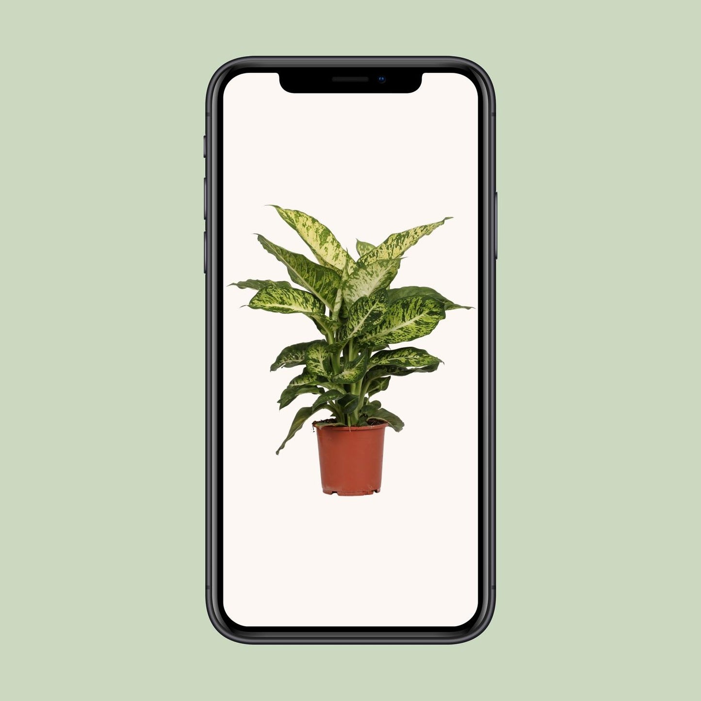 Dieffenbachia Mars – Pflegeleichte Zimmerpflanze Ø17cm