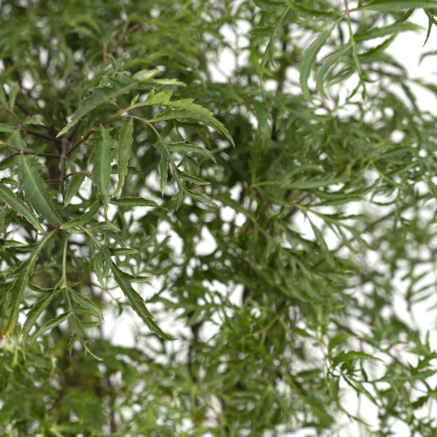 Polyscias Fruticosa (Aralia) – Stilvolle, pflegeleichte Zimmerpflanze Ø21cm