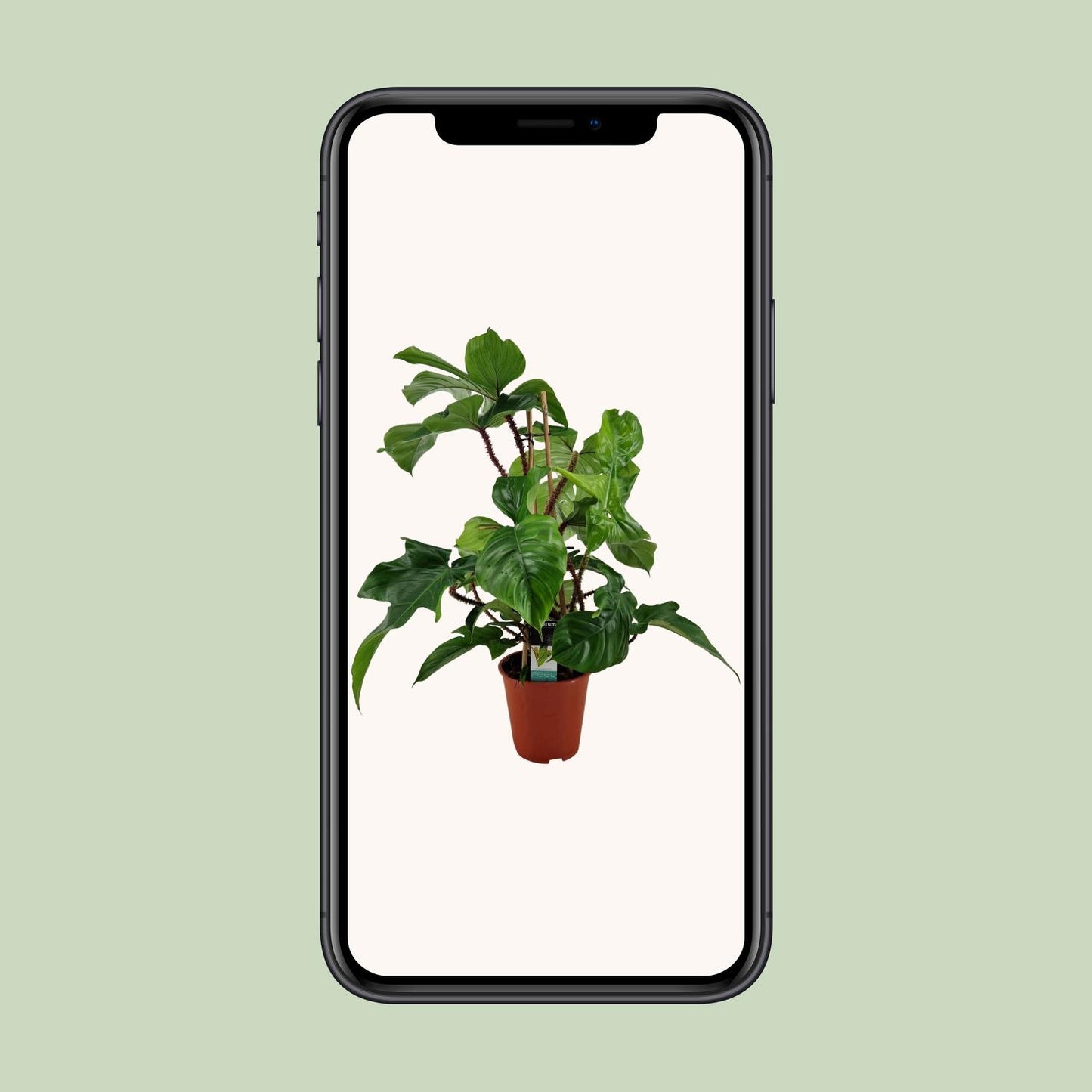 Philodendron Squamiferum – Pflegeleichte XXL-Grünpflanze Ø19cm