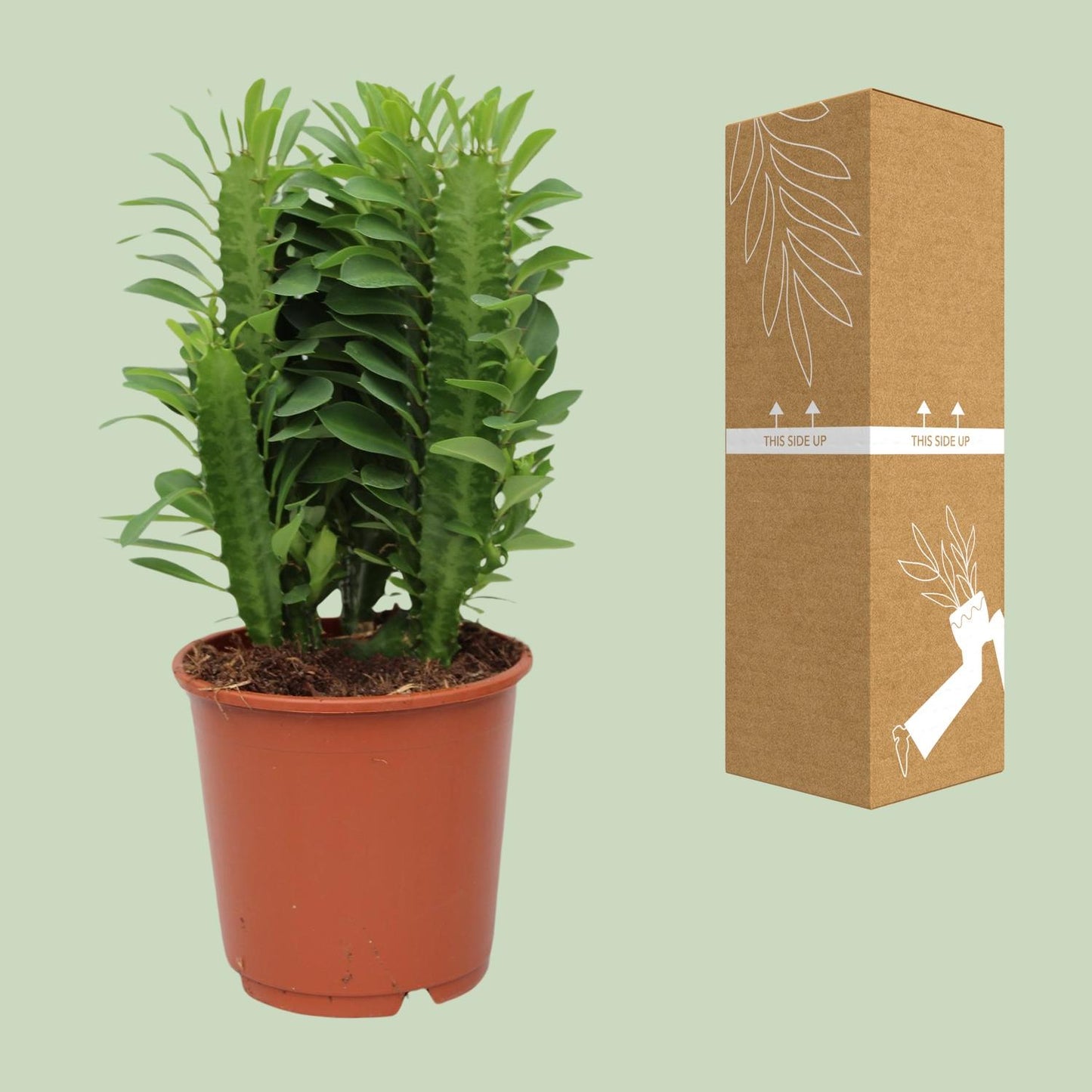 Euphorbia Trigona – Afrikanischer Milchbaum Ø12cm, 40cm hoch