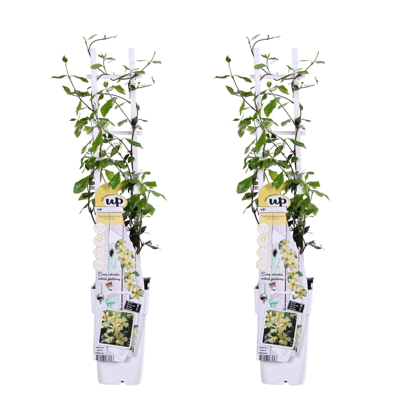 2x Trachelospermum 'Star of Toscana' – Duftende Kletterpflanze Ø15cm