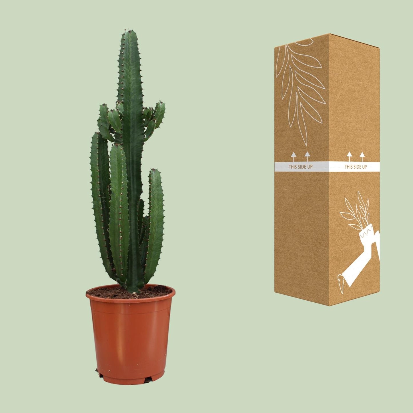 Euphorbia Acrurensis – Moderne, pflegeleichte Zimmerpflanze Ø24cm