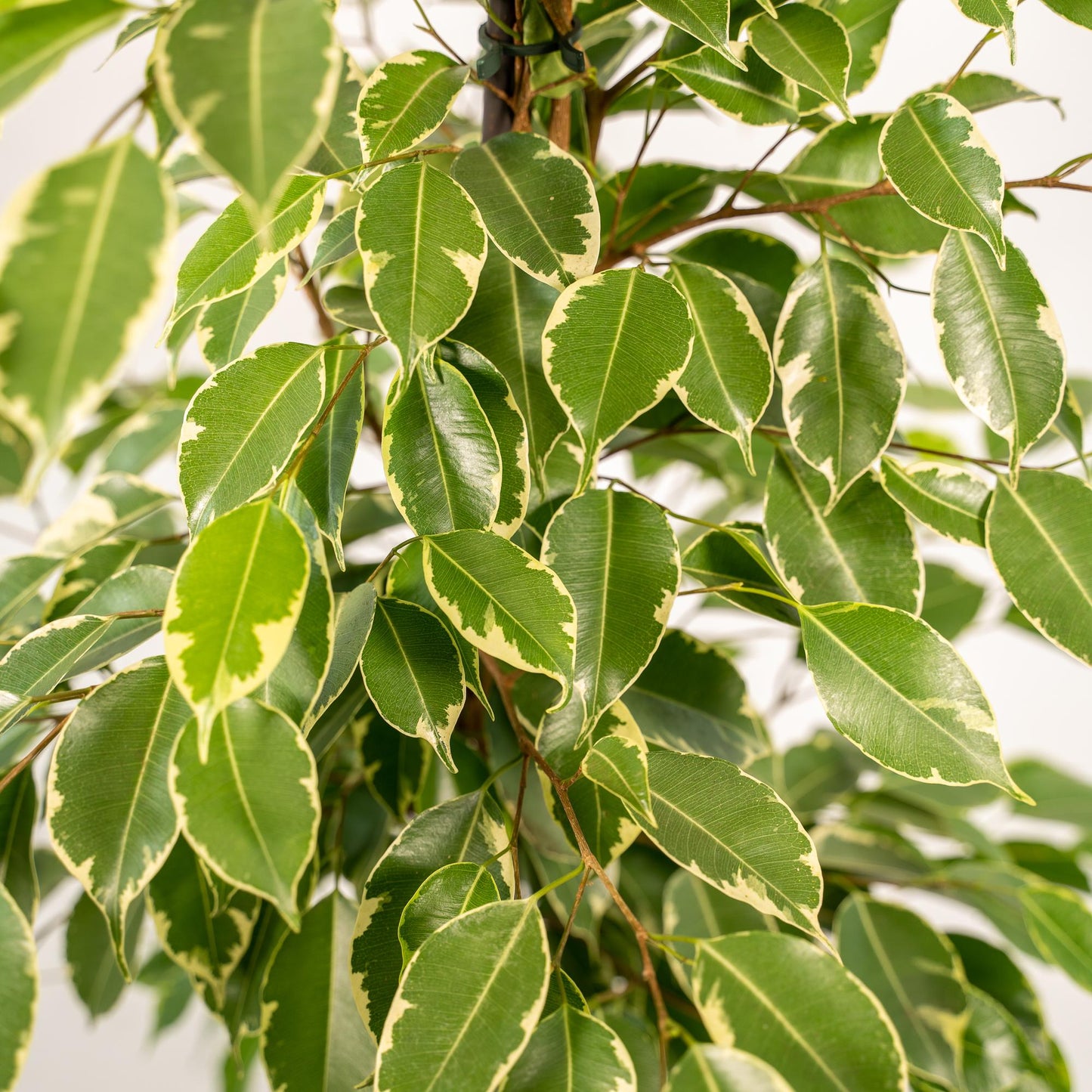 Ficus benjamina Goldenking – Pflegeleichter Blickfang Ø21cm