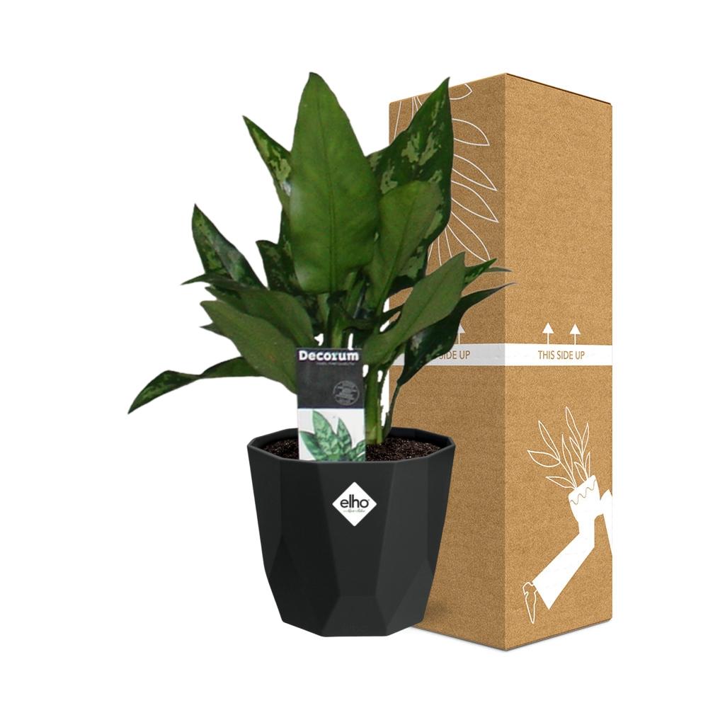 Aglaonema Maria – Pflegeleichte Zimmerpflanze im schwarzen Topf