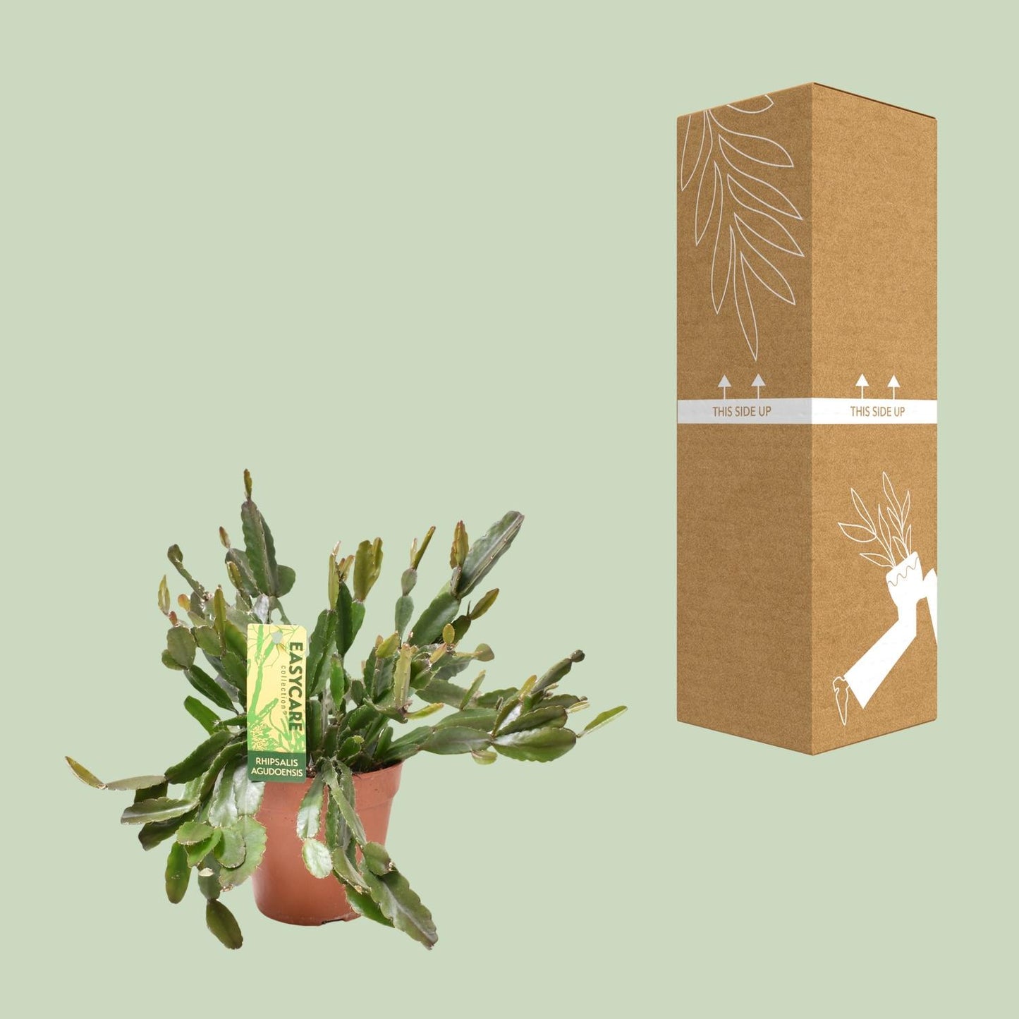 Rhipsalis Agudoensis – Pflegeleichte, hängende Zimmerpflanze Ø12 cm