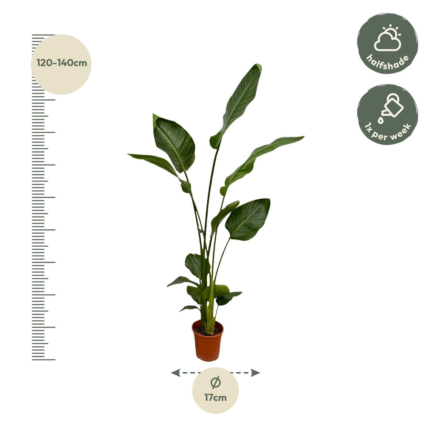 2x Strelitzia Nicolai XXL – Exotische Zimmerpflanze 130 cm