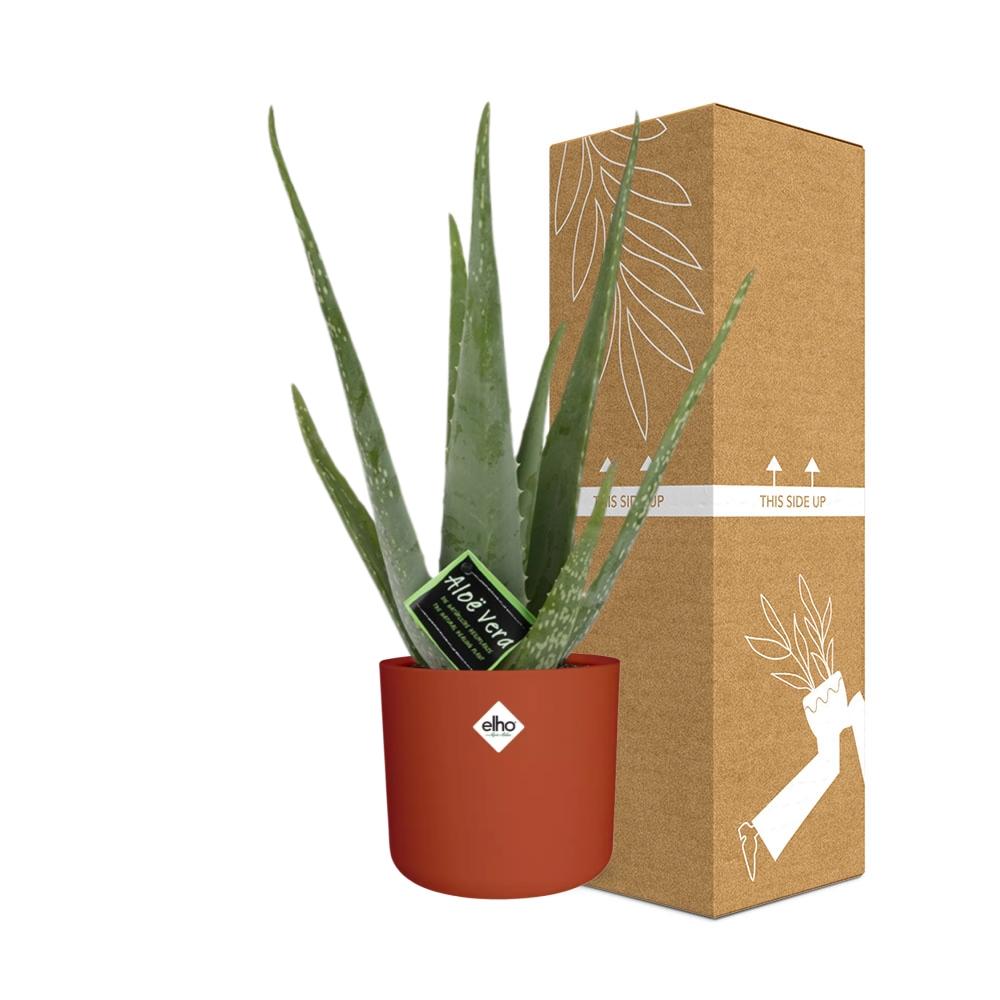 Aloe Vera 12 cm – Pflegeleichte Sukkulente im ELHO b.for Soft Rond Topf