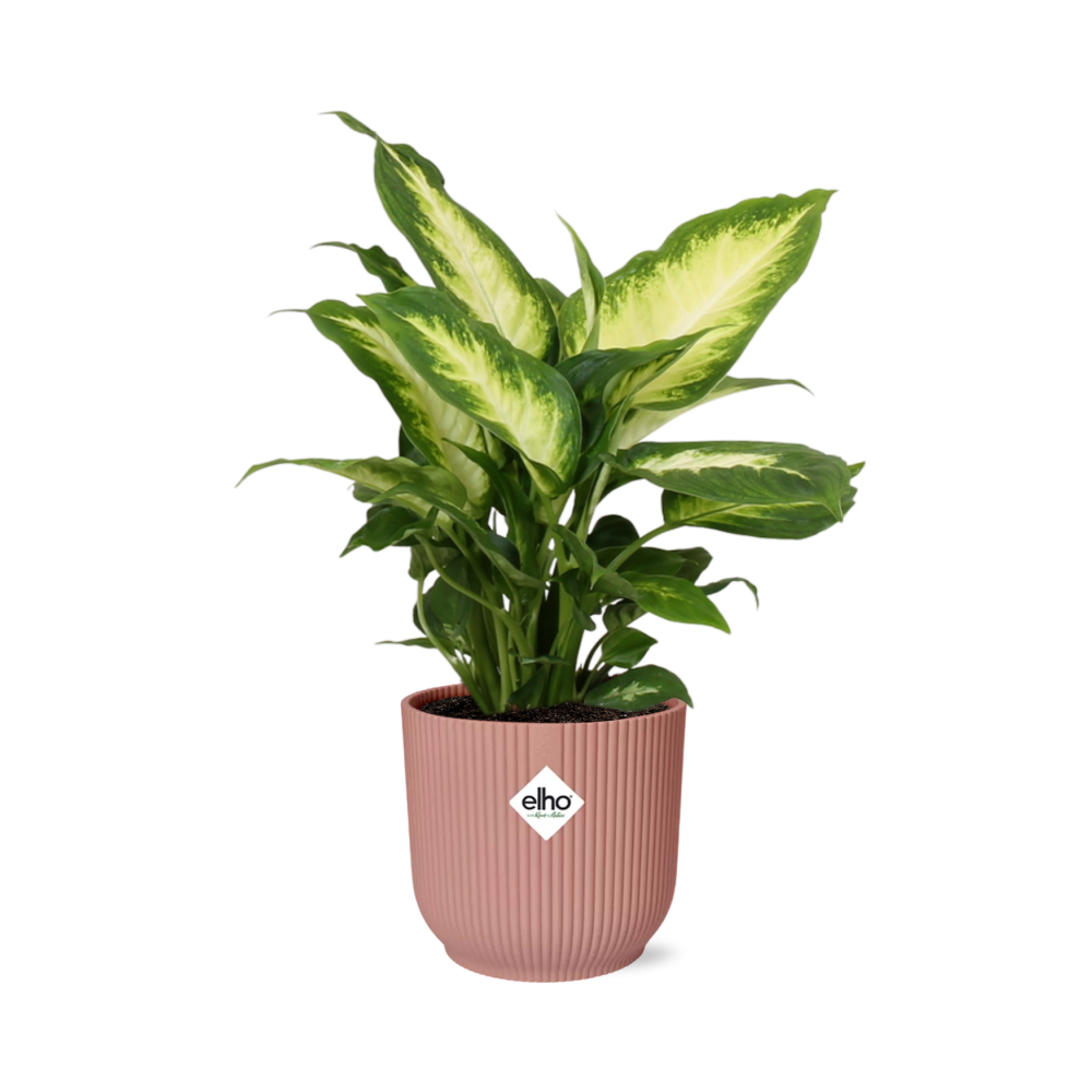 Dieffenbachia ‘Camilla’ im ELHO Vibes Fold 14cm Topf rosa