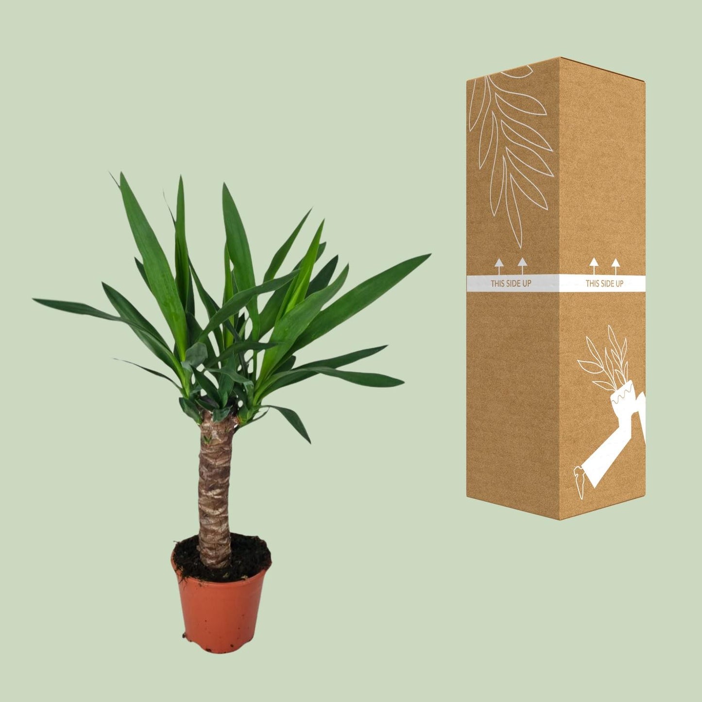 Yucca – Pflegeleichte XL-Zimmerpflanze Ø14cm, 60cm hoch