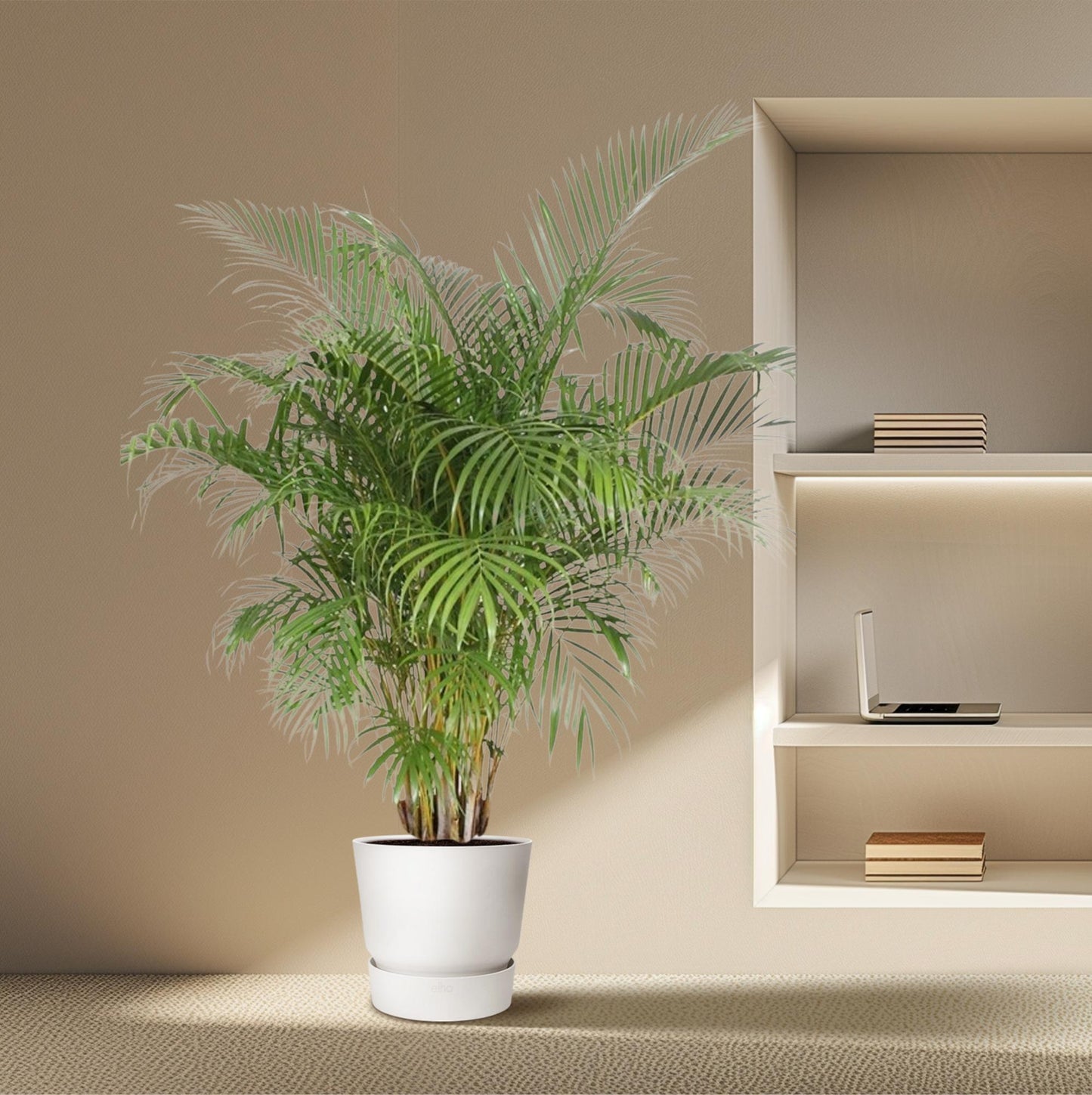 Dypsis Lutescens (Goldpalme) – 200 cm, ø40 cm