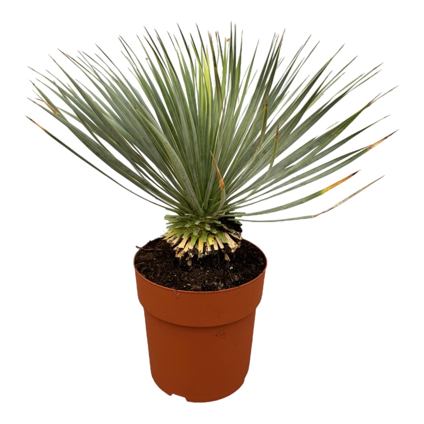 Yucca Rostrata op stam – 70 cm, Ø27 cm, pflegeleicht