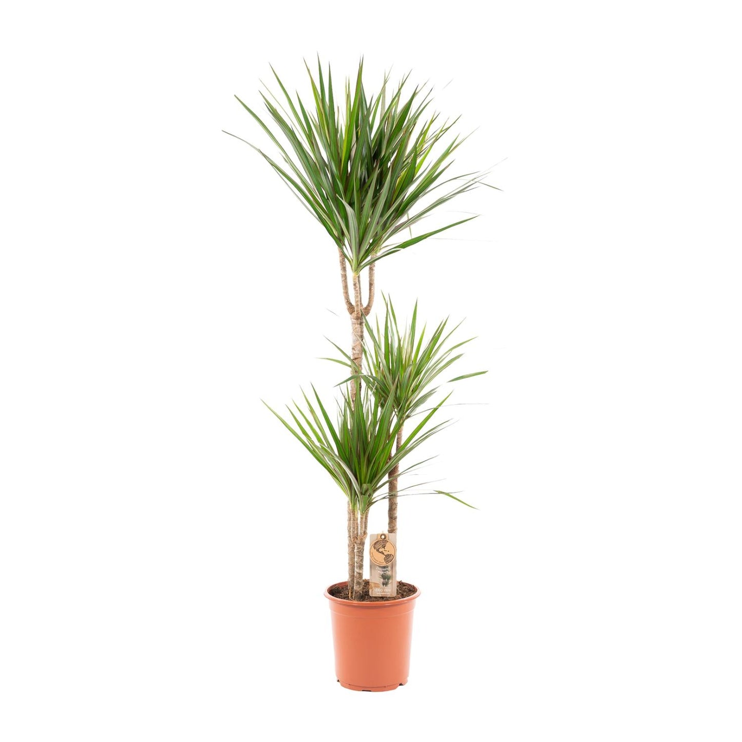 Dracaena Marginata – Pflegleichter Drachenbaum Ø21cm, 120cm hoch