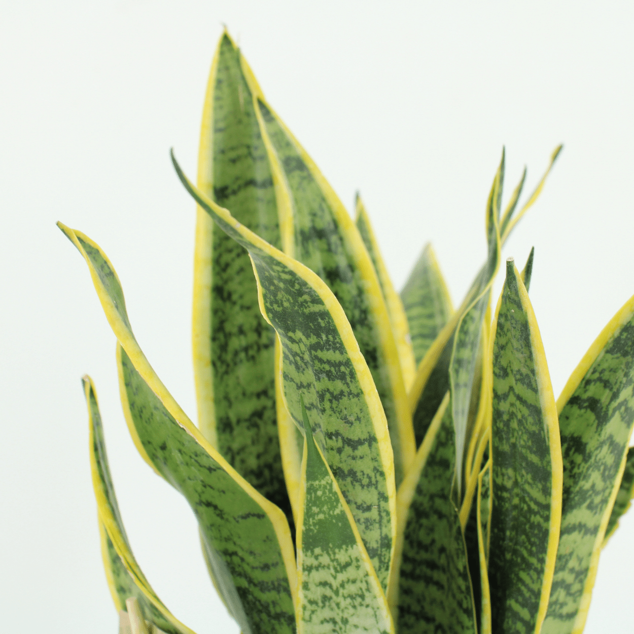 2x Sansevieria Laurentii – Frauenzunge – 40 cm ø14 cm