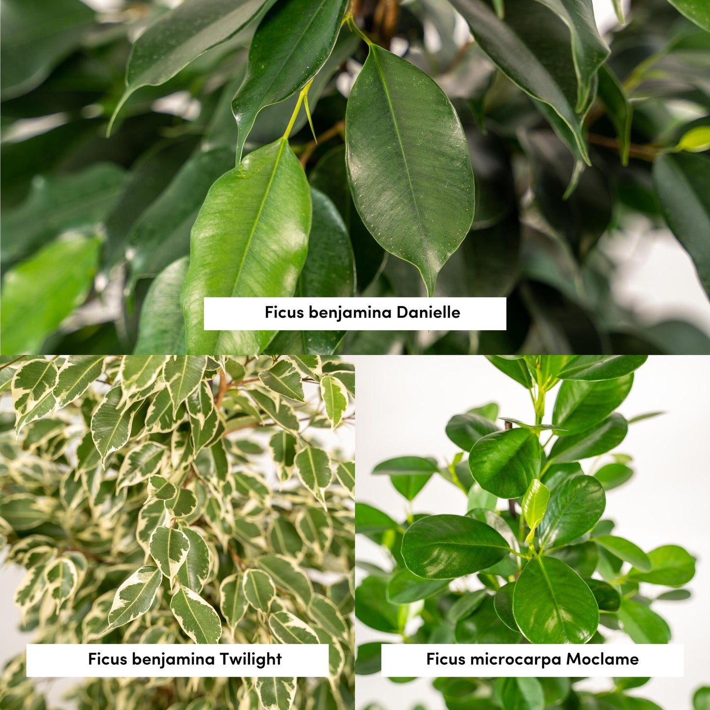 Ficus Trio Set mit Korb – Ø21cm, ca. 95cm Höhe