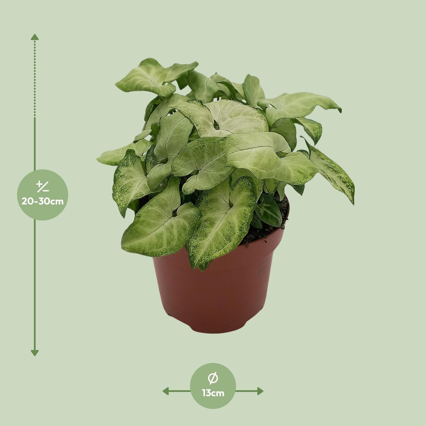 Syngonium 'White Butterfly' – kompakte Pfeilblattrebe Ø13cm
