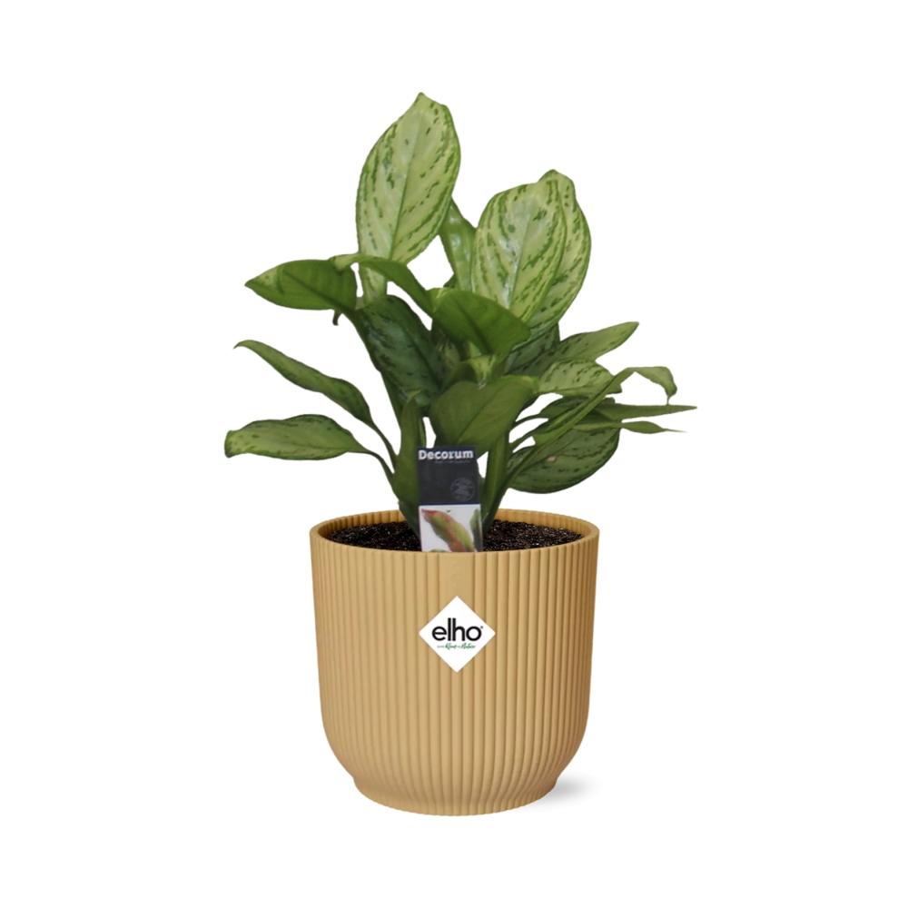Aglaonema Christina in ELHO Vibes Fold 14cm Gelb – Pflegeleicht & Luftreinigend