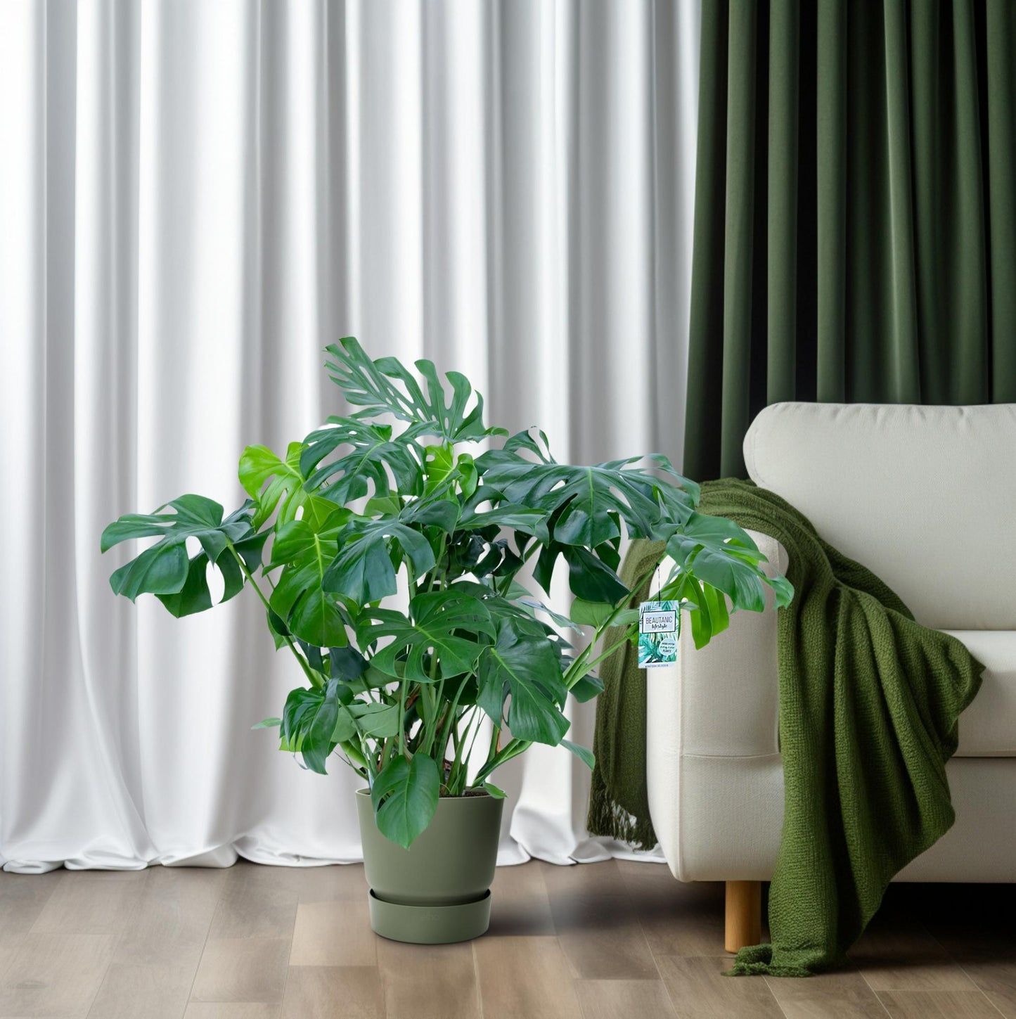 Monstera Deliciosa – Stilvolle & Pflegeleichte Zimmerpflanze Ø30cm