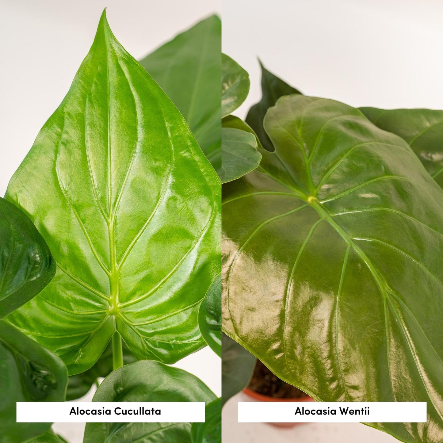 Alocasia Cucullata & Wentii im Korb Ø19cm, 60cm hoch