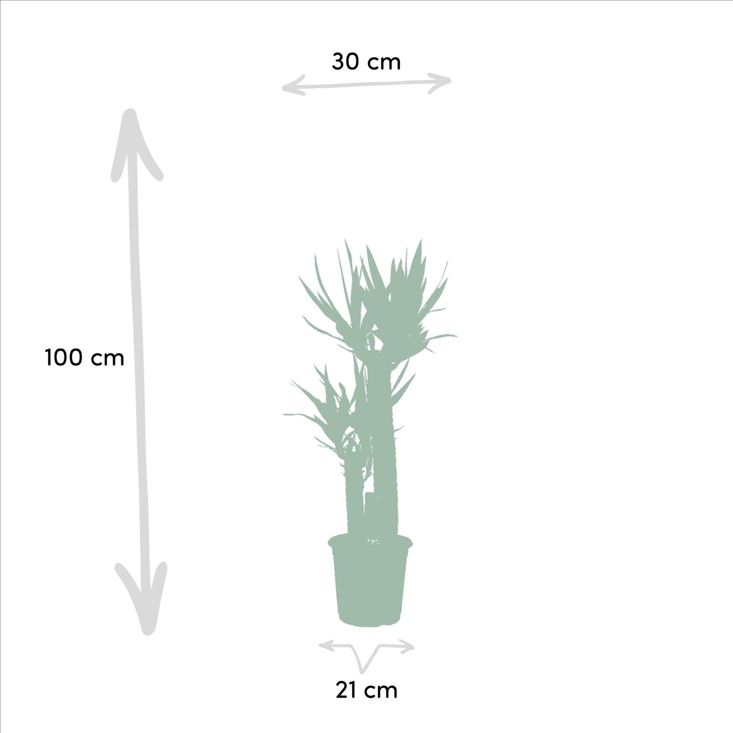 Dracaena & Yucca Set – Exotische XXL Zimmerpflanzen