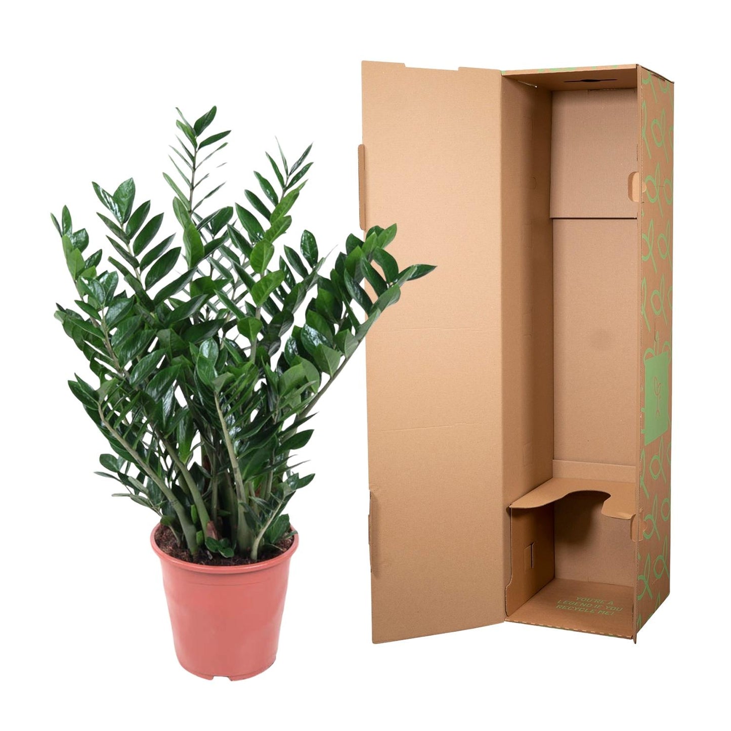 Zamioculcas Zamiifolia – Pflegeleichte XXL-Sukkulente Ø27 cm