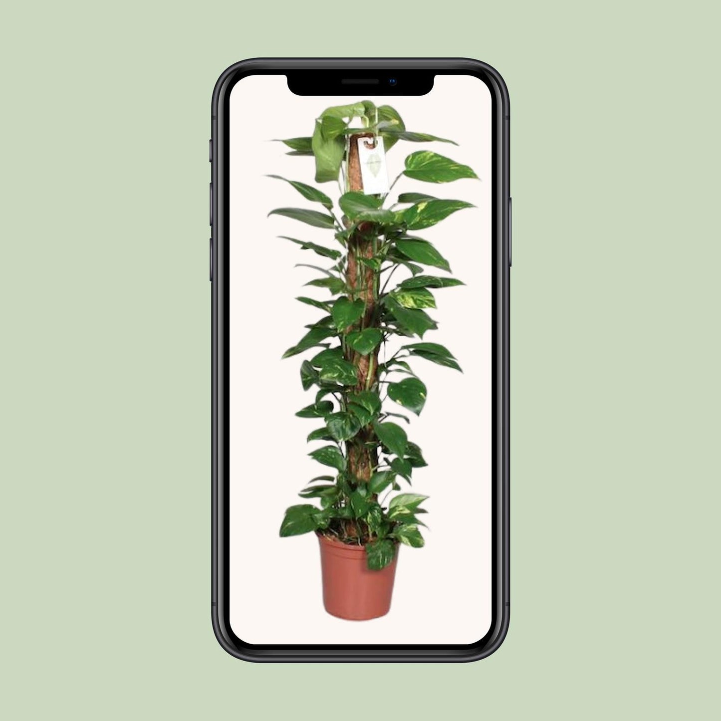 Epipremnum Pinnatum Mosstok 120 cm – Pflegeleichter Kletterer