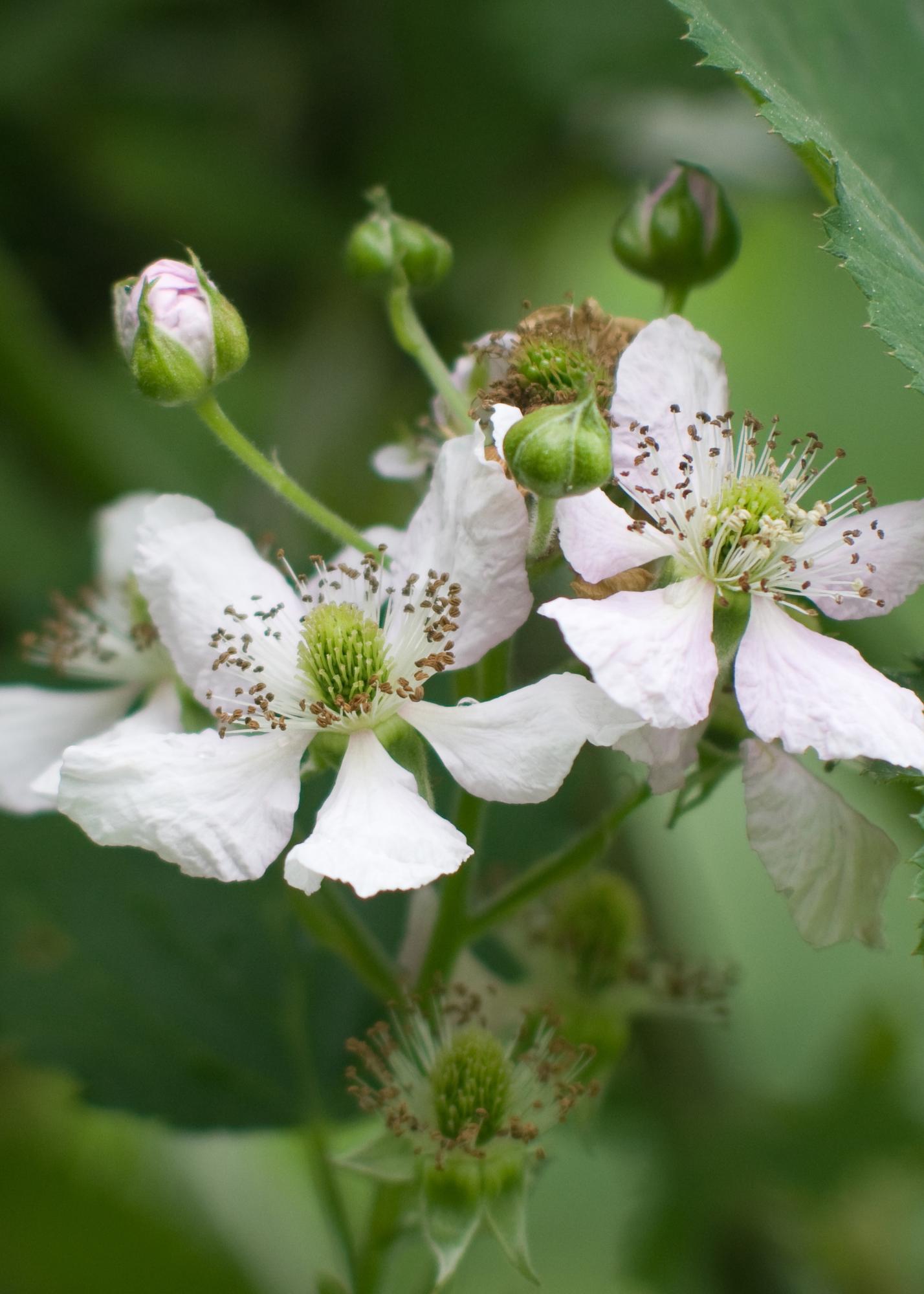 Rubus fruticosus 'Thornless Evergreen' – Dornenlose Brombeere Ø13cm