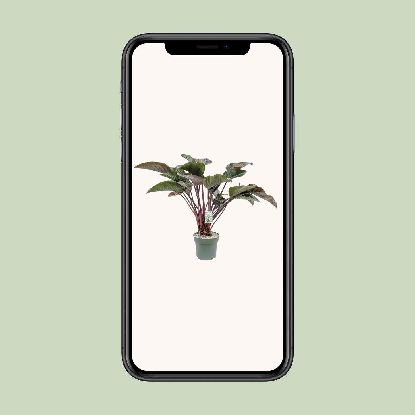 Philodendron Red Beauty – Pflegeleichte XXL Zimmerpflanze Ø30cm