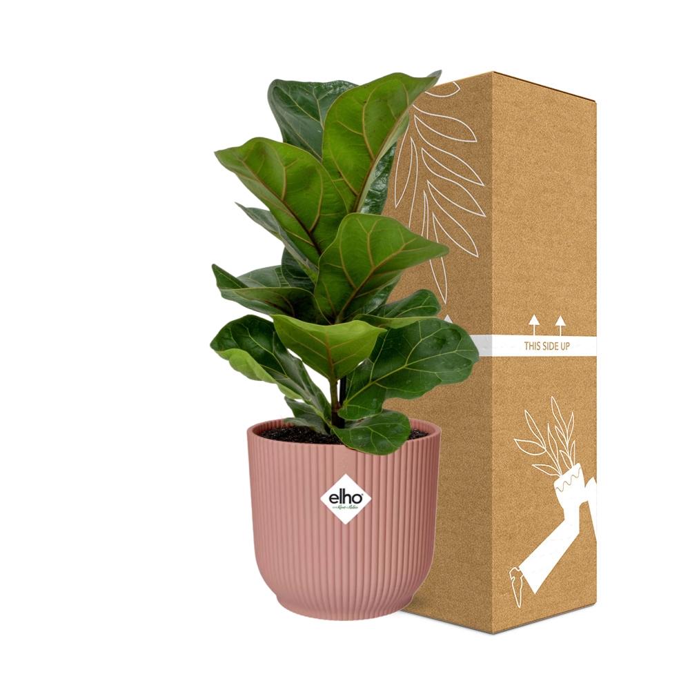 Ficus Lyrata ‘Bambino’ im ELHO Vibes Fold 14cm Topf rosa