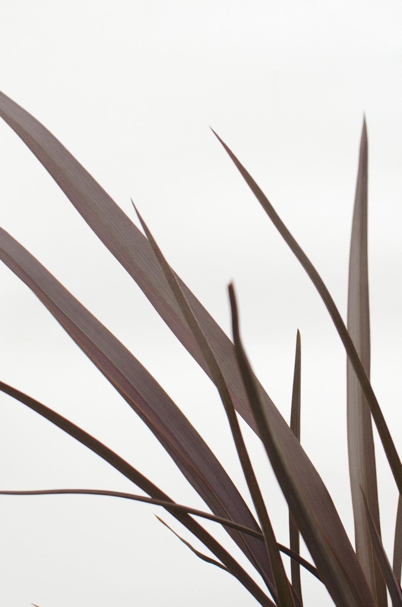 Phormium 'Rubra Nana' – Robuste Klumpenpflanze Ø14cm