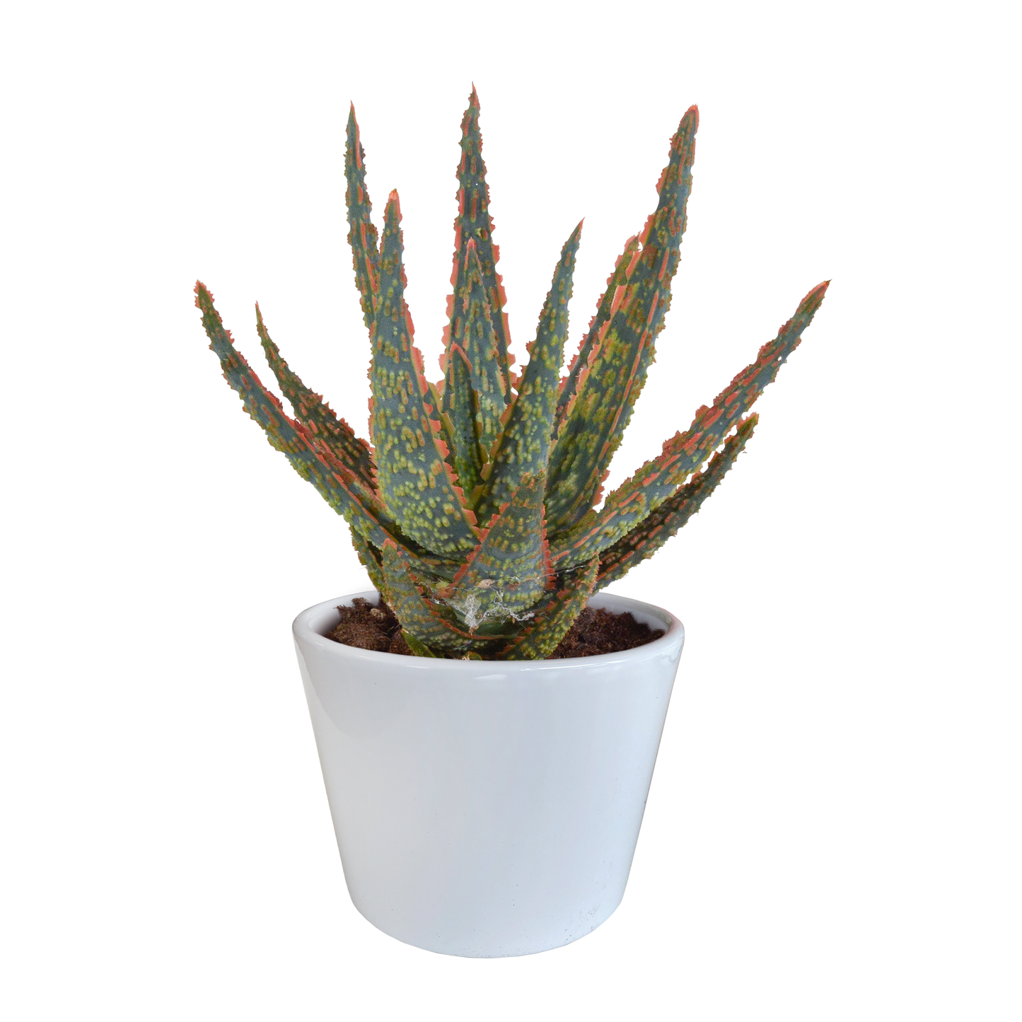 Aloe zebrina Dannyz 10,5 cm im weißen Topf