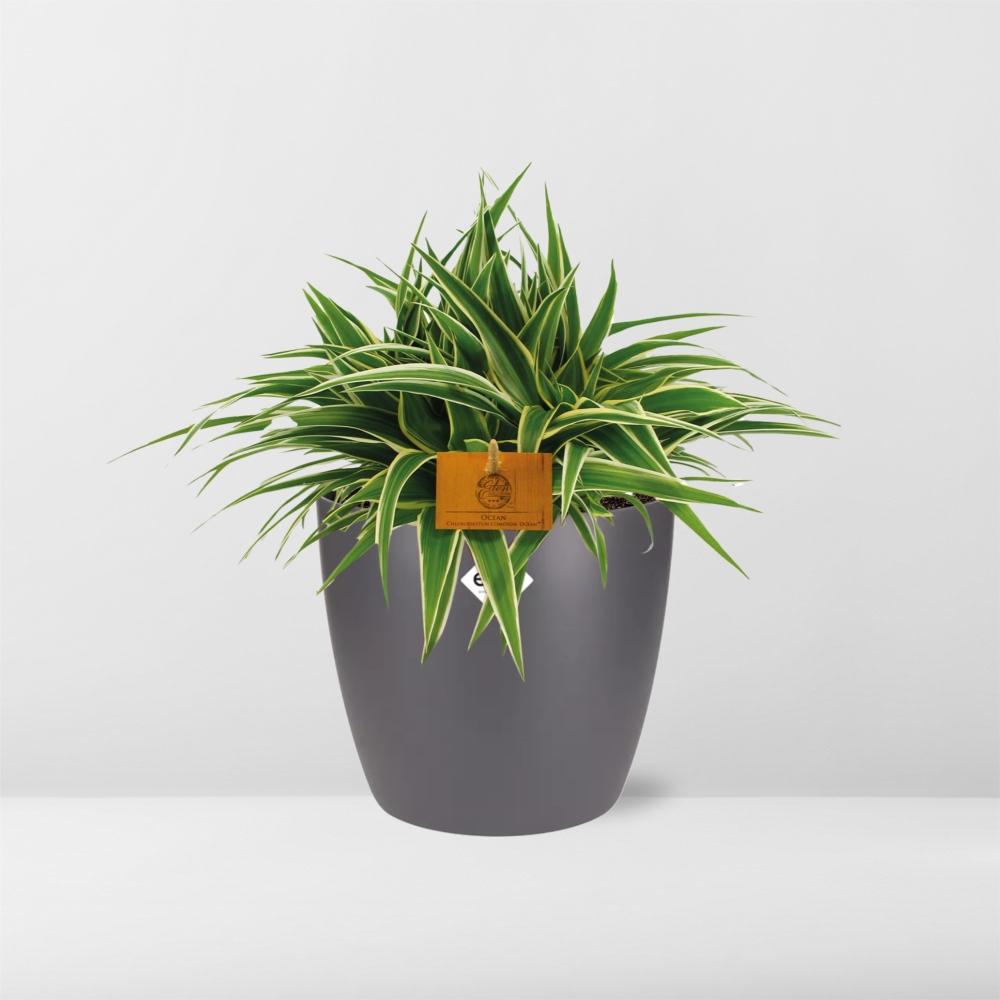 Chlorophytum Ocean 15cm – pflegeleichte Spiderpflanze im ELHO Topf