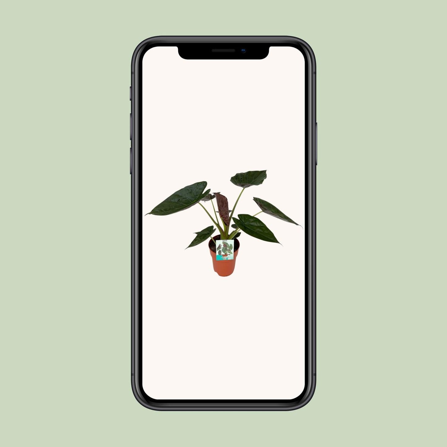Alocasia Wentii – Elegante Elefantenohr-Pflanze Ø19cm, 85cm hoch