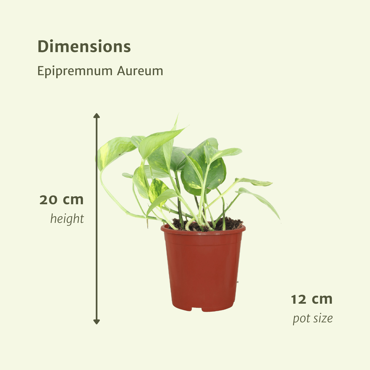 2x Epipremnum Aureum – pflegeleichter Scindapsus 20cm