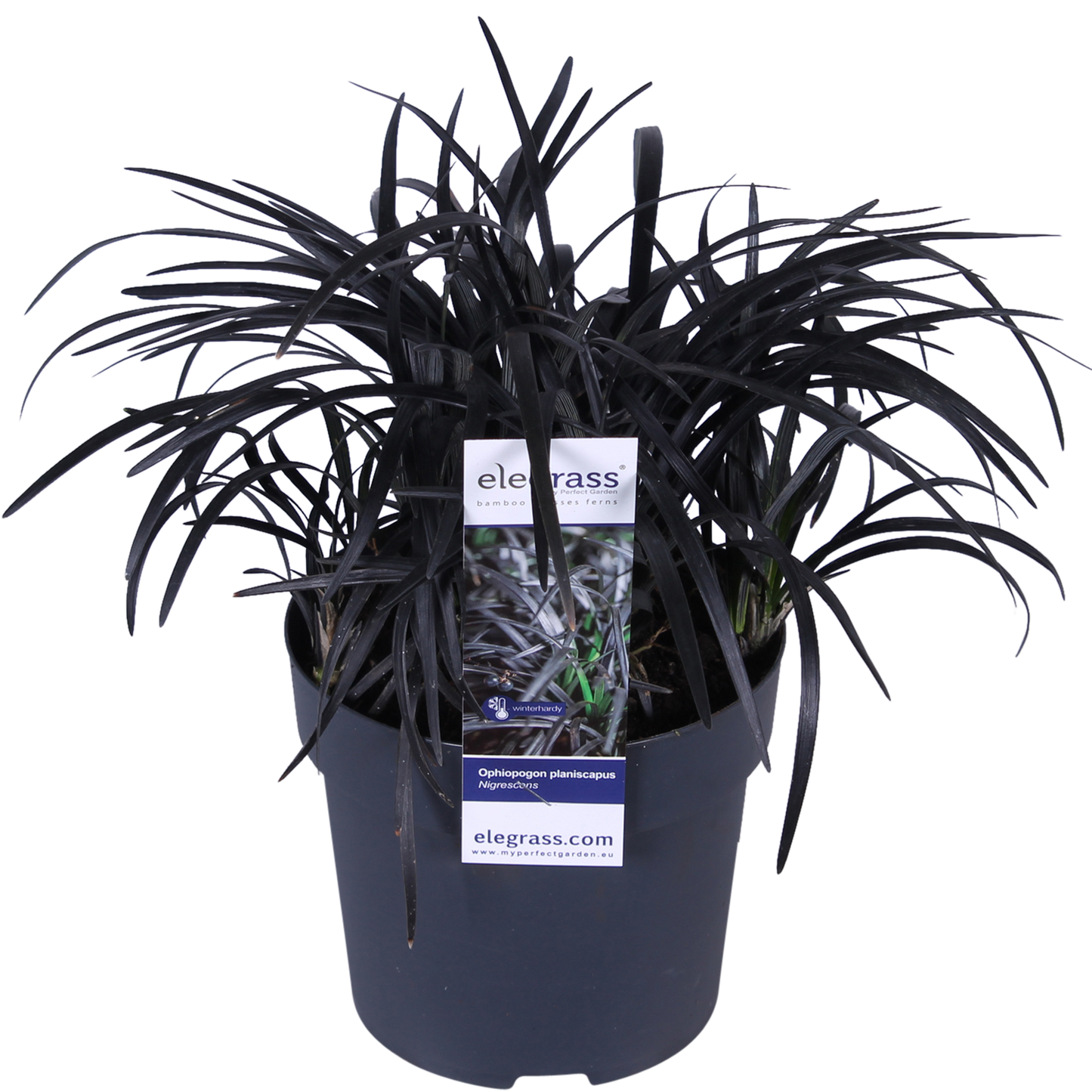 Ophiopogon planiscapus Nigrescens – Pflegeleichtes schwarzes Ziergras