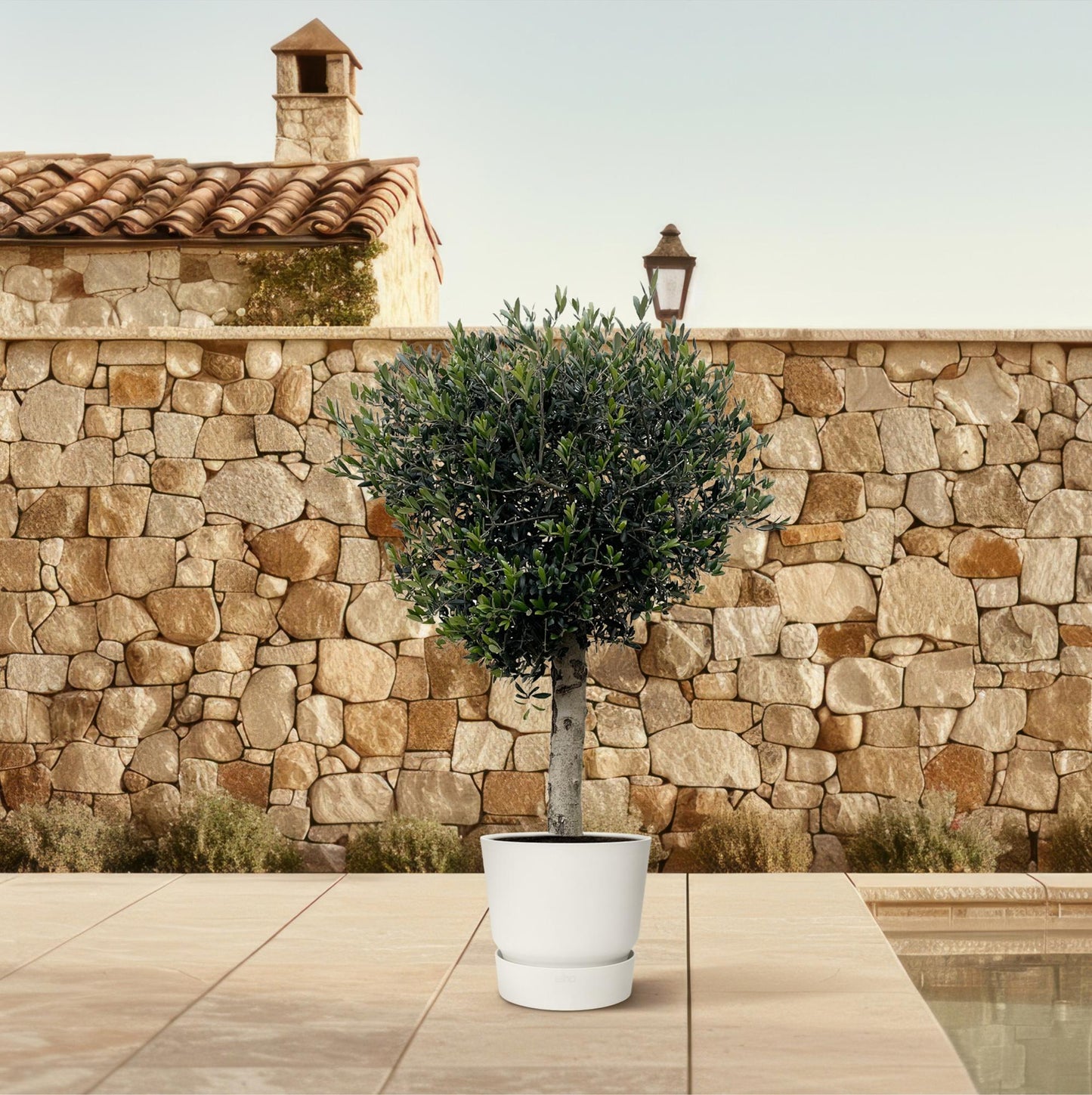 Olea Europaea Lorc – Eleganter Olivenbaum 180 cm