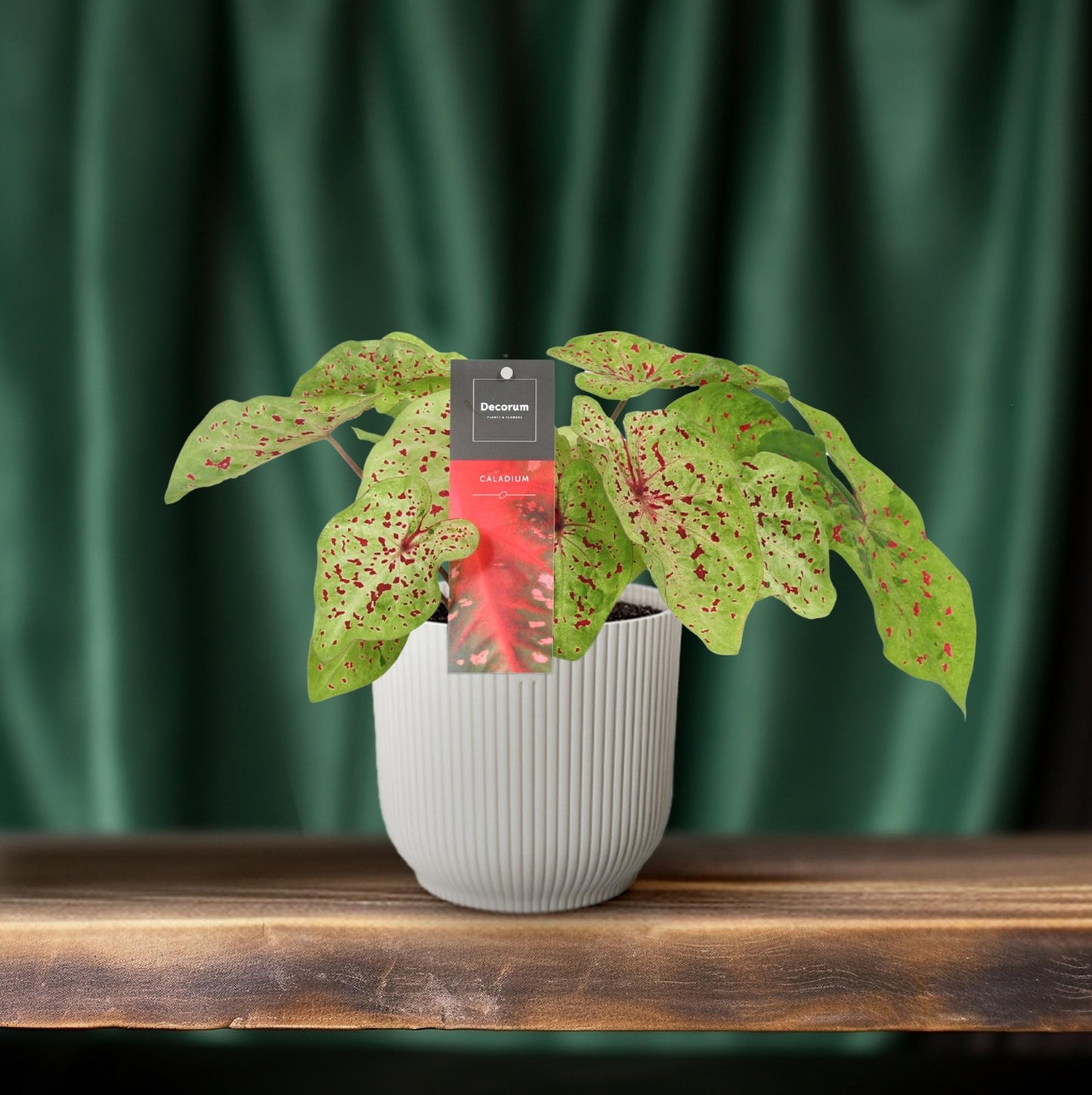 Caladium Miss Muffet – Pflegeleichte Engelsspitzen Ø12cm