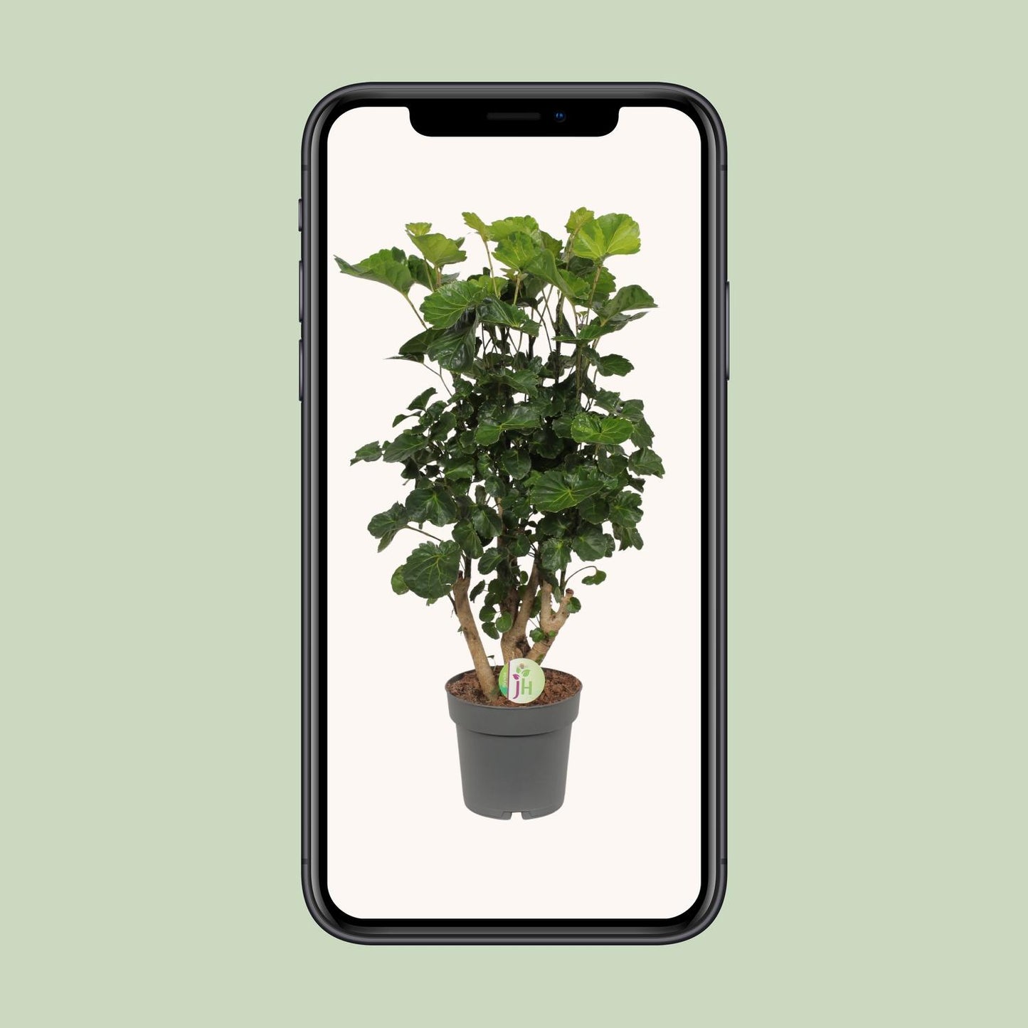 Polyscias Lemon – Pflegeleichte, dekorative Zimmerpflanze Ø19cm