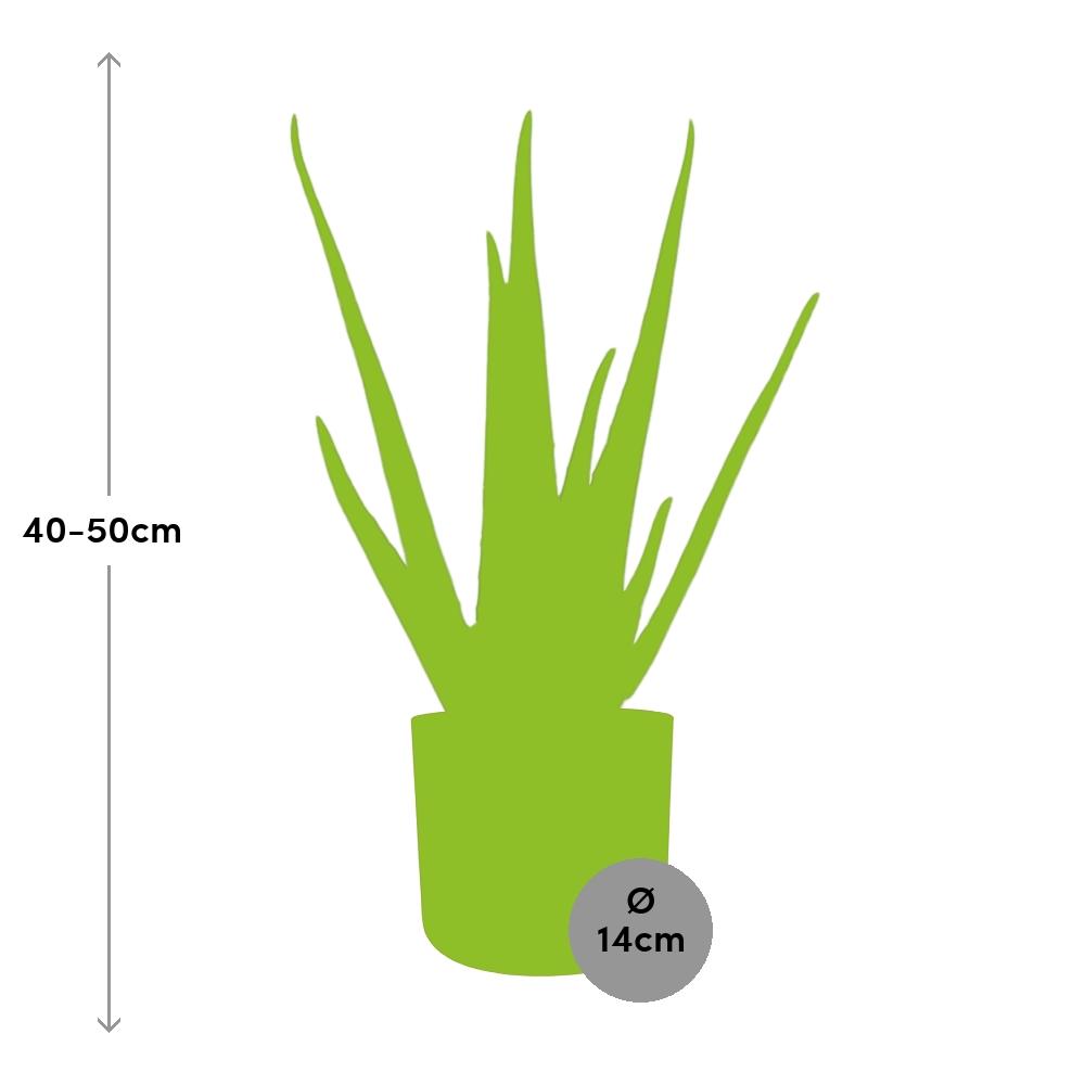 Aloe Vera 12 cm – Pflegeleichte Sukkulente im ELHO b.for Soft Rond Topf