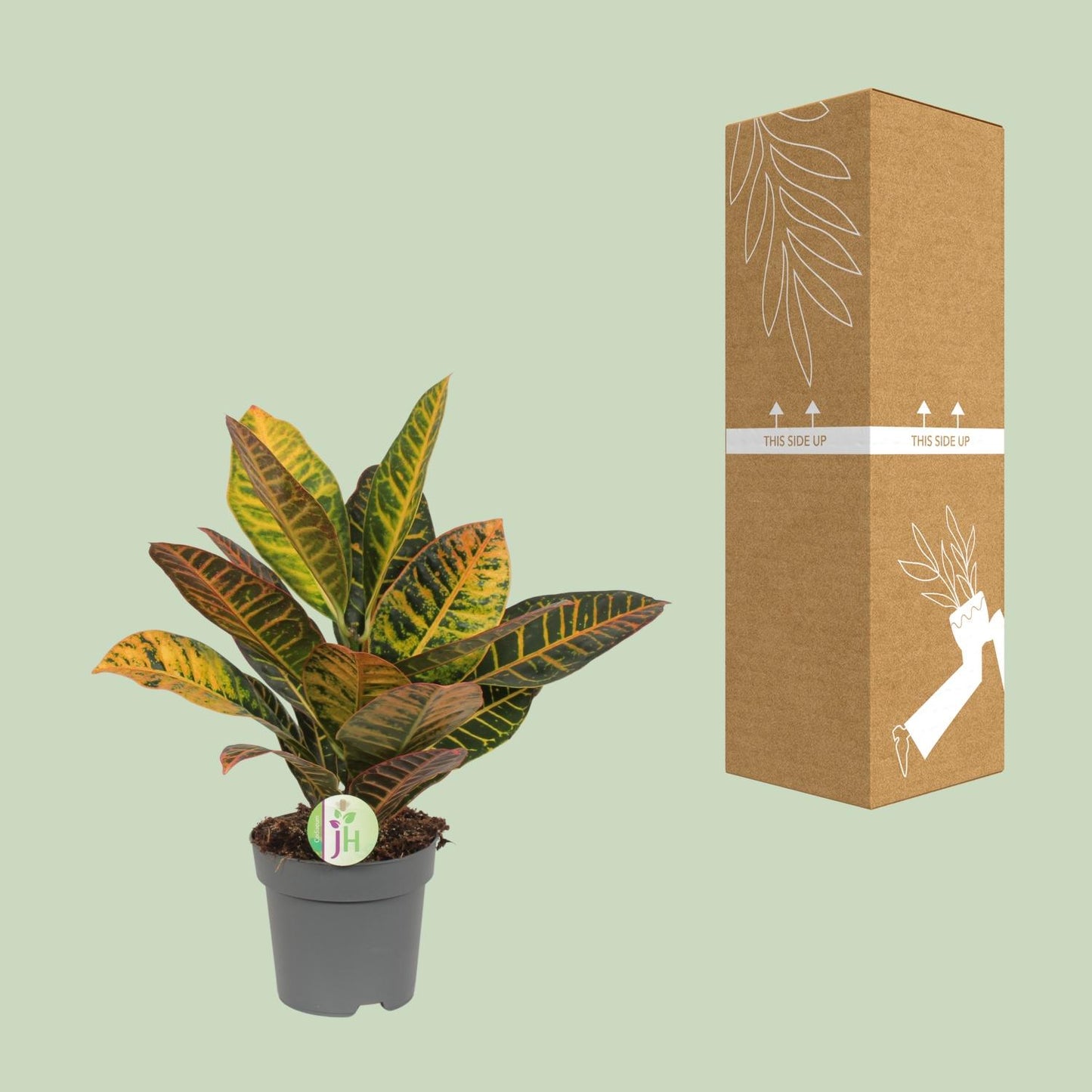 Codiaeum Petra – Croton – Ø17cm Topf, ca. 45cm hoch